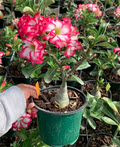 6" Desert Rose Grafted Hybrid  